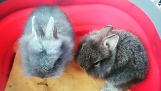 Bugsy - Netherland Dwarf + Lionhead Rabbit