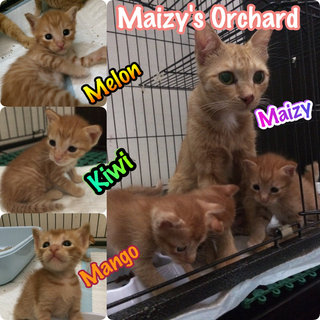 Maizy's Orchard