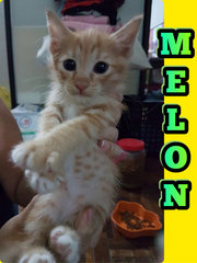 Melon - ADOPTED