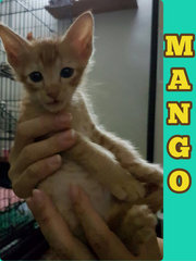 Mango