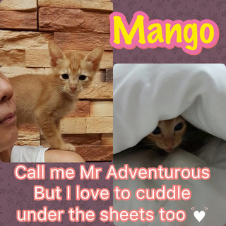 Cute Mango