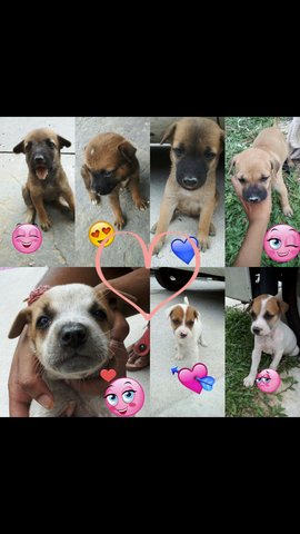 Puppies - Mixed Breed Dog