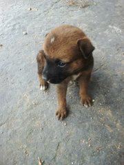 Puppies - Mixed Breed Dog