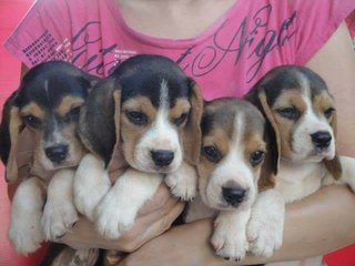 Beagle _tri Color ^^ - Beagle Dog