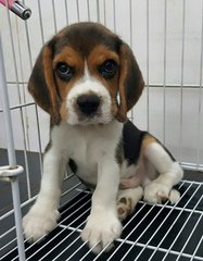 Beagle _tri Color ^^ - Beagle Dog