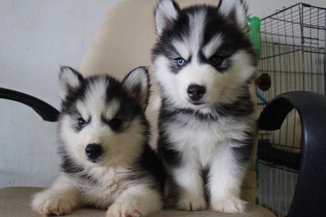 Wooly Husky_triple^^ - Husky Dog