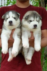 Wooly Husky_triple^^ - Husky Dog