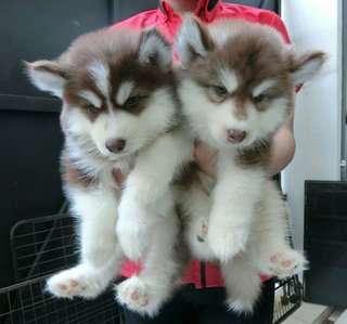 Wooly Husky_triple^^ - Husky Dog