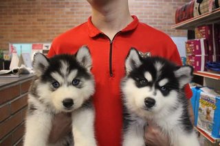 Wooly Husky_triple^^ - Husky Dog