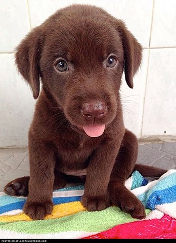 Labrador Chocolate Color ^^ - Labrador Retriever Dog