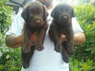 Labrador Chocolate Color ^^ - Labrador Retriever Dog