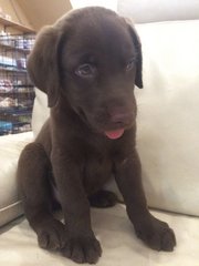 Labrador Chocolate Color ^^ - Labrador Retriever Dog