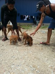 Ijok Pups For Adoption  - Mixed Breed Dog