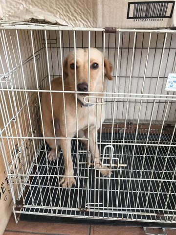 Simba - Golden Retriever + Irish Setter Dog