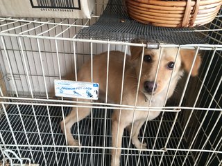 Simba - Golden Retriever + Irish Setter Dog