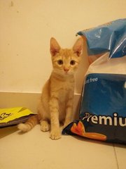 Ginger - Domestic Short Hair Cat