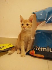 Ginger - Domestic Short Hair Cat