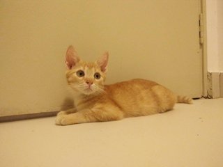 Ginger - Domestic Short Hair Cat