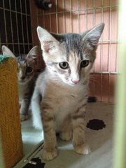 Talullah - Domestic Short Hair Cat