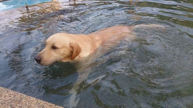 Jojo - Labrador Retriever Dog