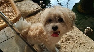 Pipi - Shih Tzu Dog