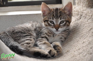 Fluffy mixed tabby male 