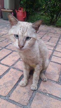 Tiger - Domestic Short Hair Cat