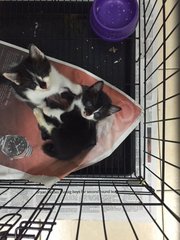 Liz &amp; Taylor Looking For A Home! - Domestic Short Hair Cat