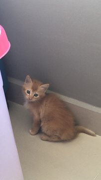 Doudou - Chinchilla Cat