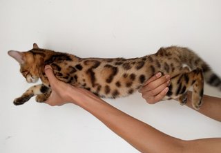 Nagahill Nala - Bengal Cat