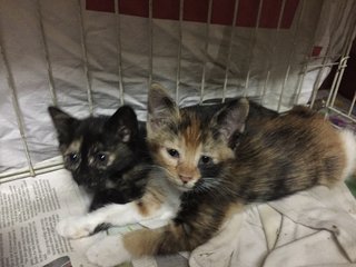 Lemmie And Callie  - Calico Cat