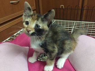 Lemmie And Callie  - Calico Cat