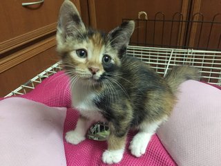 Lemmie And Callie  - Calico Cat