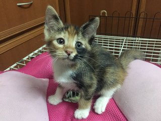 Lemmie And Callie  - Calico Cat