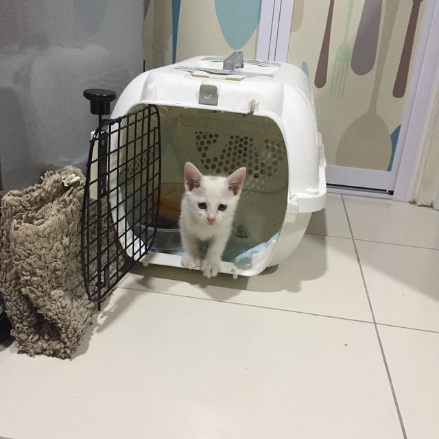 Miumiu Cute Kitten @ Damansara!  - Domestic Medium Hair Cat