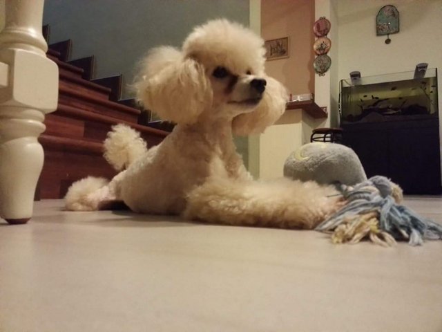 Milo - Poodle Dog