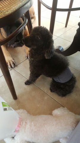 Toby  - Poodle Dog