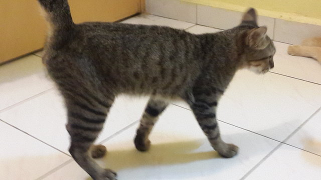 Bujang - Domestic Short Hair Cat
