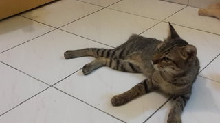 bujang