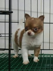 Chihuahua^^ - Chihuahua Dog