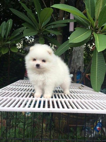 White Pomeranian With Mka Cert^^^ - Pomeranian Dog