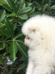 White Pomeranian With Mka Cert^^^ - Pomeranian Dog