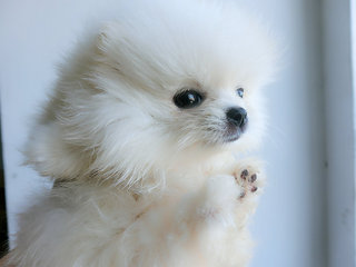 White Pomeranian With Mka Cert^^^ - Pomeranian Dog