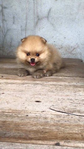 T Cup Pomeranian Mka Cert - Pomeranian Dog