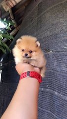 T Cup Pomeranian Mka Cert - Pomeranian Dog