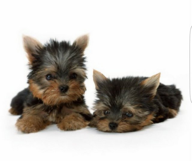 Yorkshire Terrier ^^ - Yorkshire Terrier Yorkie Dog