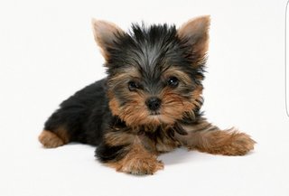 Yorkshire Terrier ^^ - Yorkshire Terrier Yorkie Dog