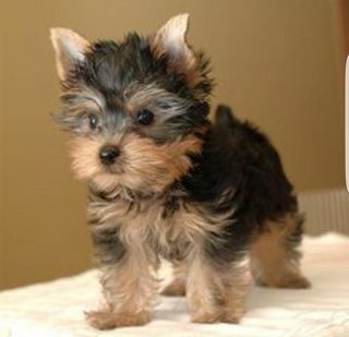 Yorkshire Terrier ^^ - Yorkshire Terrier Yorkie Dog