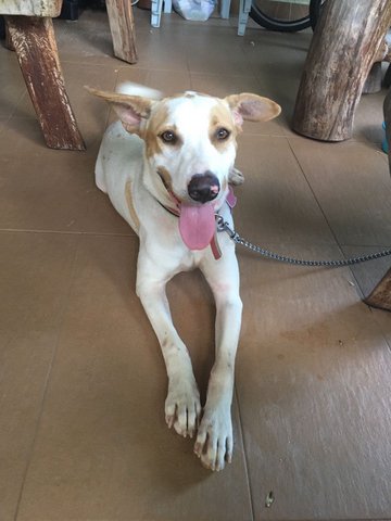 Spotty - Mixed Breed Dog