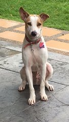 Spotty - Mixed Breed Dog